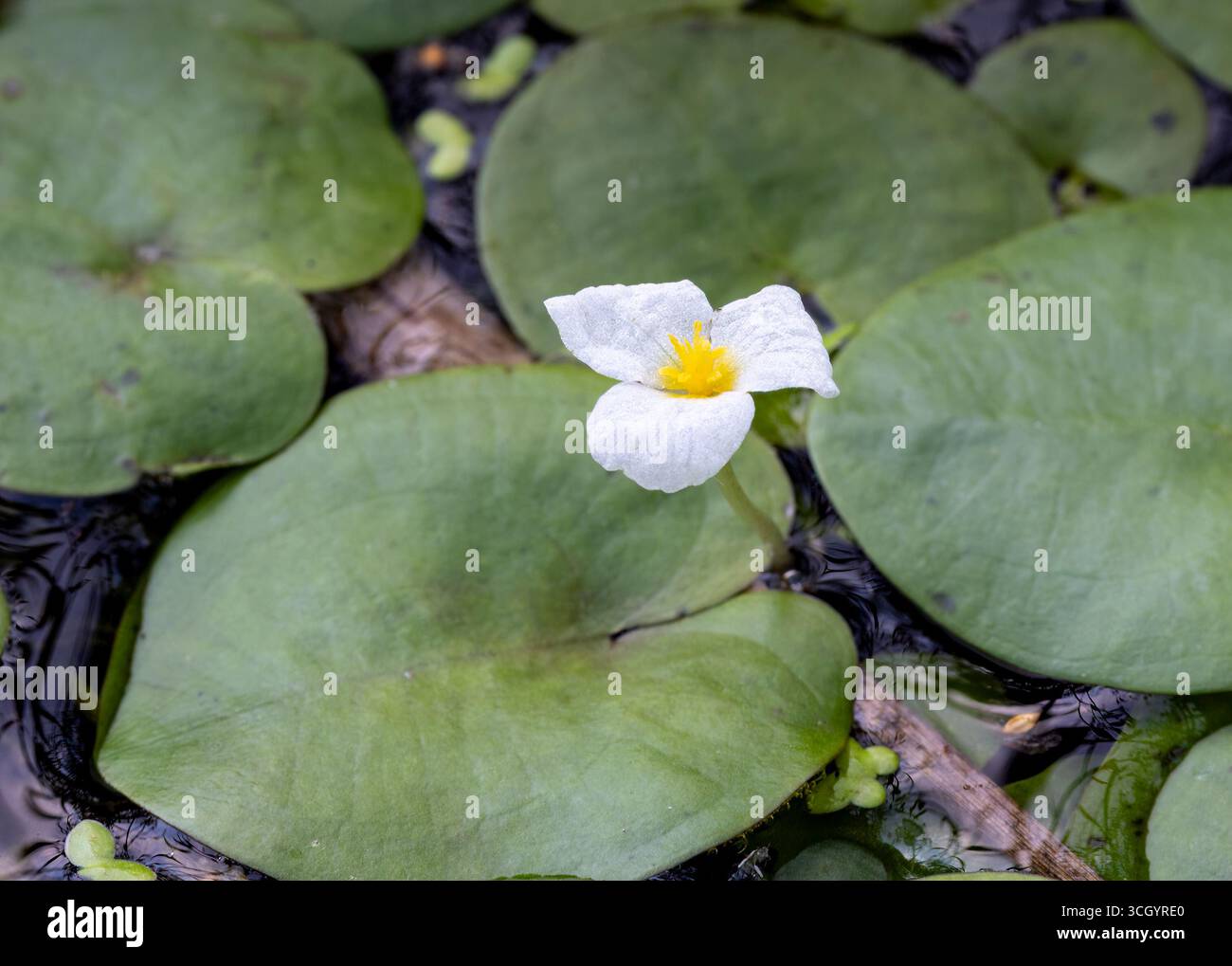 Floraison de mors de grenouille européenne Banque D'Images