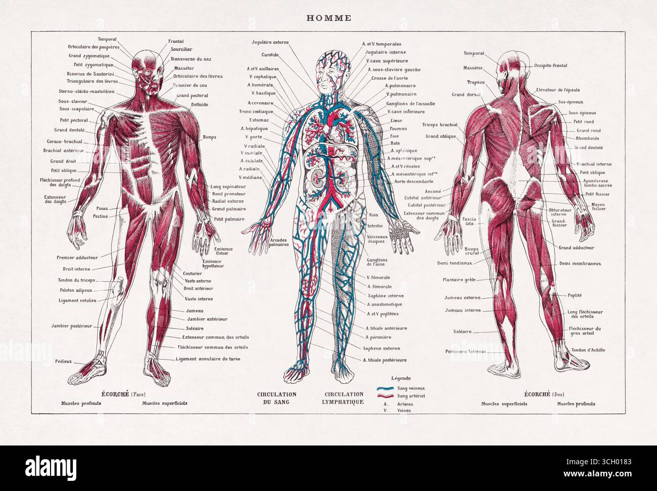 Illustration vintage sur le corps humain à partir d'un dictionnaire français. Banque D'Images