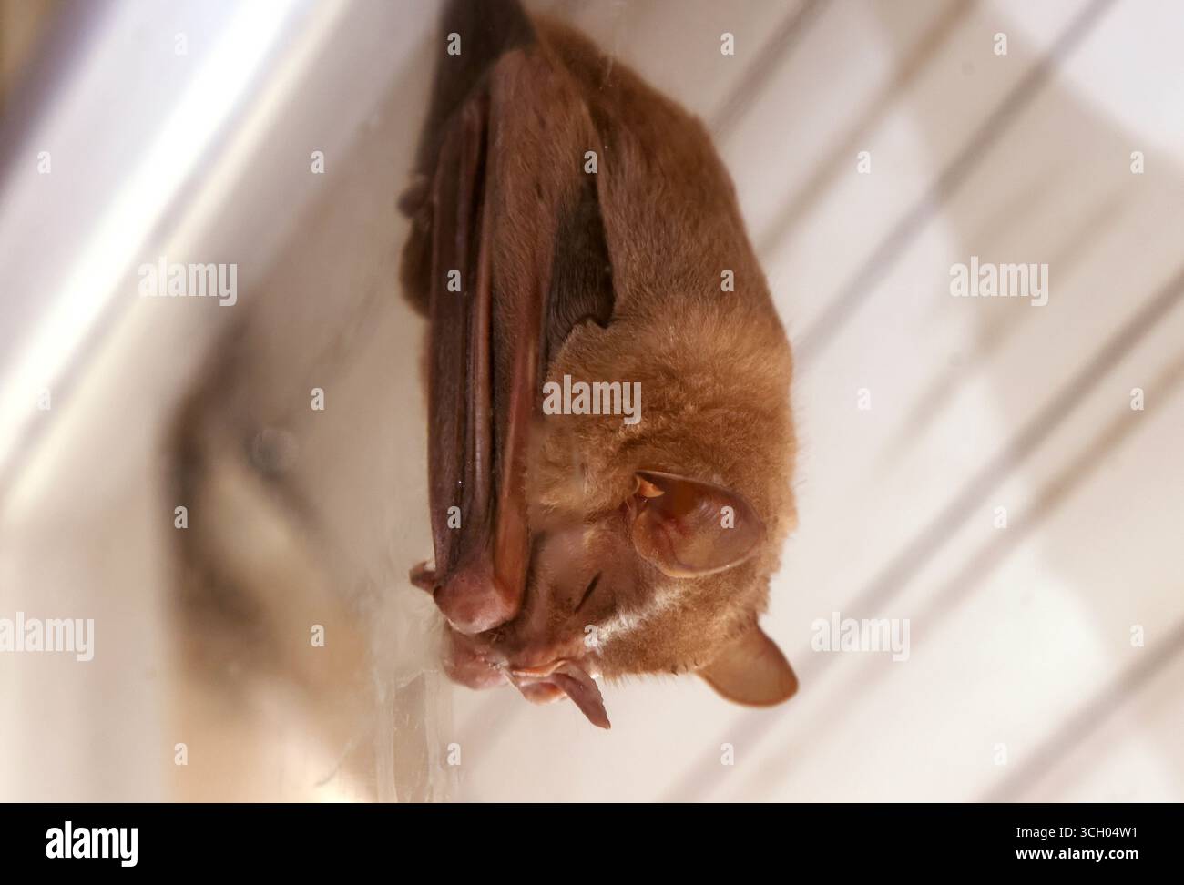 30 août 2025, Rio de Janeiro, Rio de Janeiro, Brésil : une chauve-souris à nez de feuille est suspendue à l'envers à l'avant-toit d'une fenêtre d'appartement à Ipanema, Rio de Janeiro. La ville abrite plus de 70 espèces de chauves-souris qui contribuent à son écosystème urbain délicat. Dans la forêt atlantique voisine, les chauves-souris se nourrissent de fruits, de nectar et d'insectes, contribuant ainsi à la dispersion des graines et à la pollinisation. Dans les zones urbaines, on les aperçoit souvent se loger dans des bâtiments, un rappel de la façon dont la faune de Rio s'adapte aux habitats créés par l'homme. (Crédit image : © Bob Karp/ZUMA Press Wire) USAGE ÉDITORIAL SEULEMENT ! Non destiné à UN USAGE commercial ! Banque D'Images