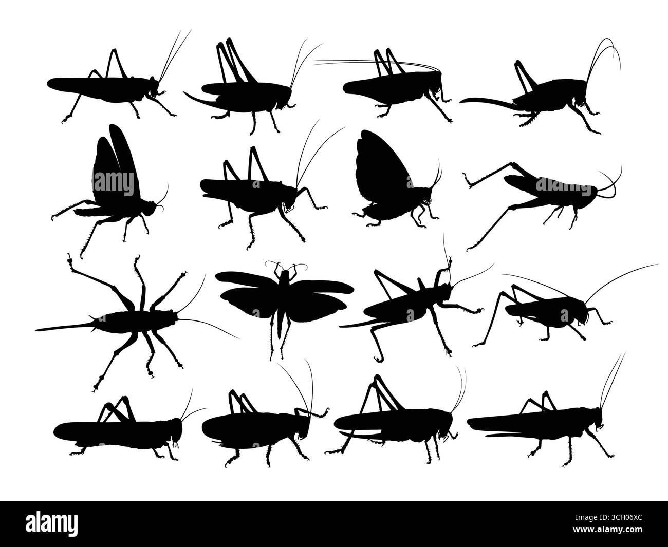 Ensemble de silhouettes d'un criquet. Illustration de Vecteur