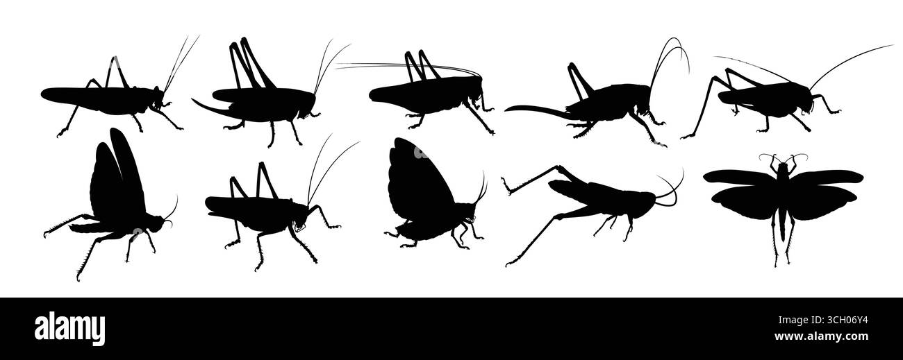 Ensemble de silhouettes d'un criquet. Illustration de Vecteur