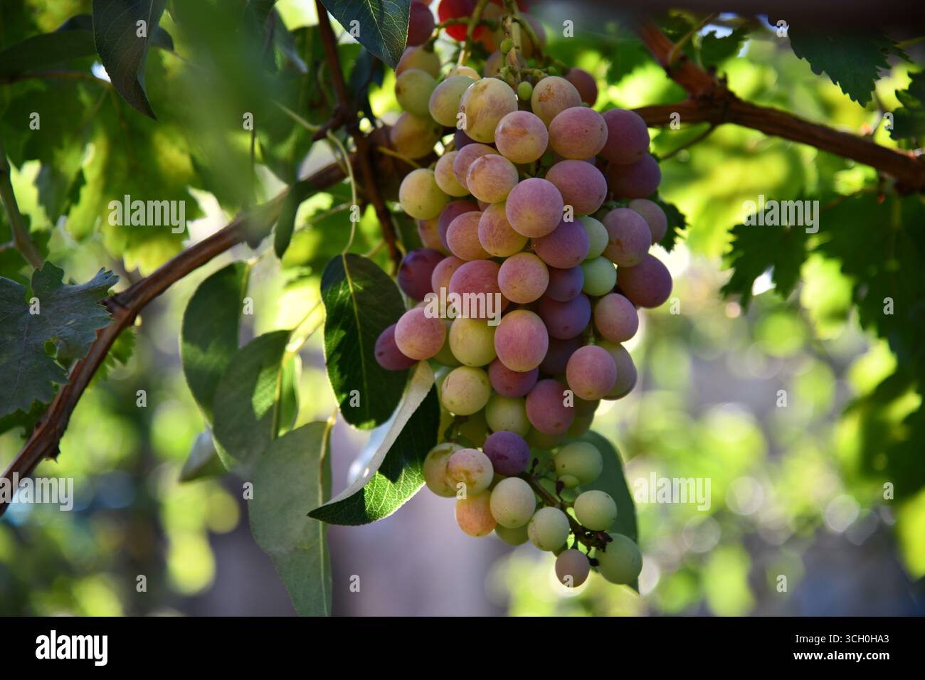 Raisins de vin sur une belle vigne ancienne avec rétro-éclairage coloré du vignoble et espace de copie. Banque D'Images