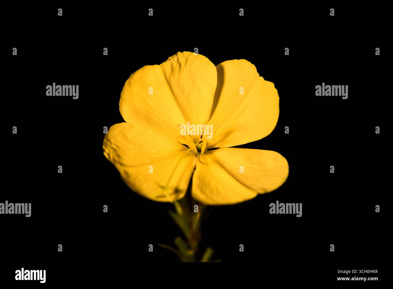 Nature, coucher de soleil et famille dans le champ de canola marche en vacances,... Banque D'Images