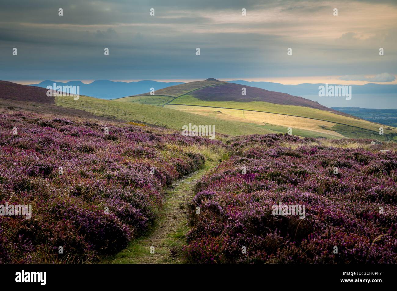 Chemin vers Mynydd Carnguwch Llyn Peninsula North Wales Banque D'Images