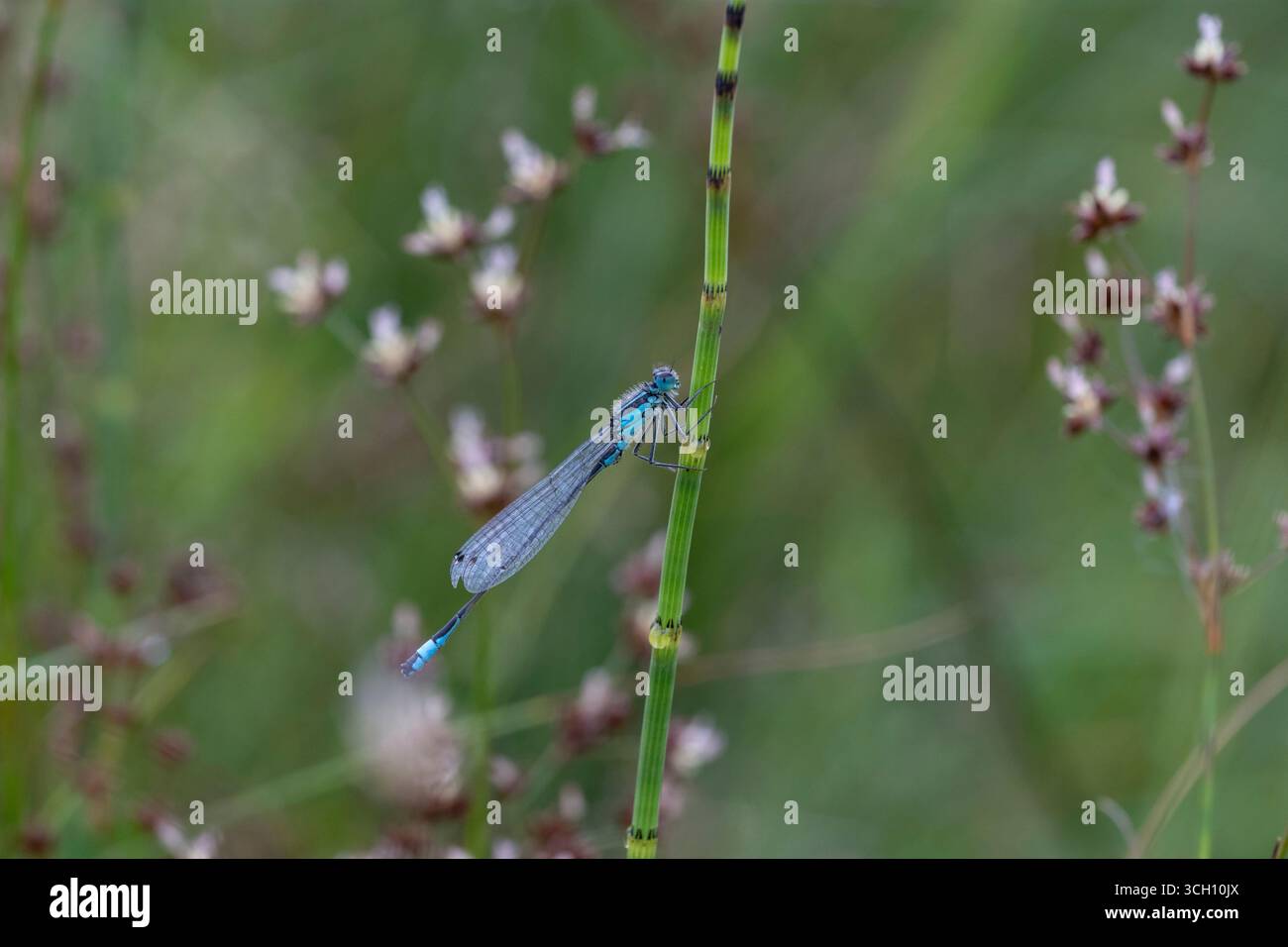 Lule à queue bleue (Ischnura elegans) sur prêle d'eau (Equisetum fluviatile) avec fond de ruée à fleurs aiguës (Juncus acutiflorus), Dumfri Banque D'Images