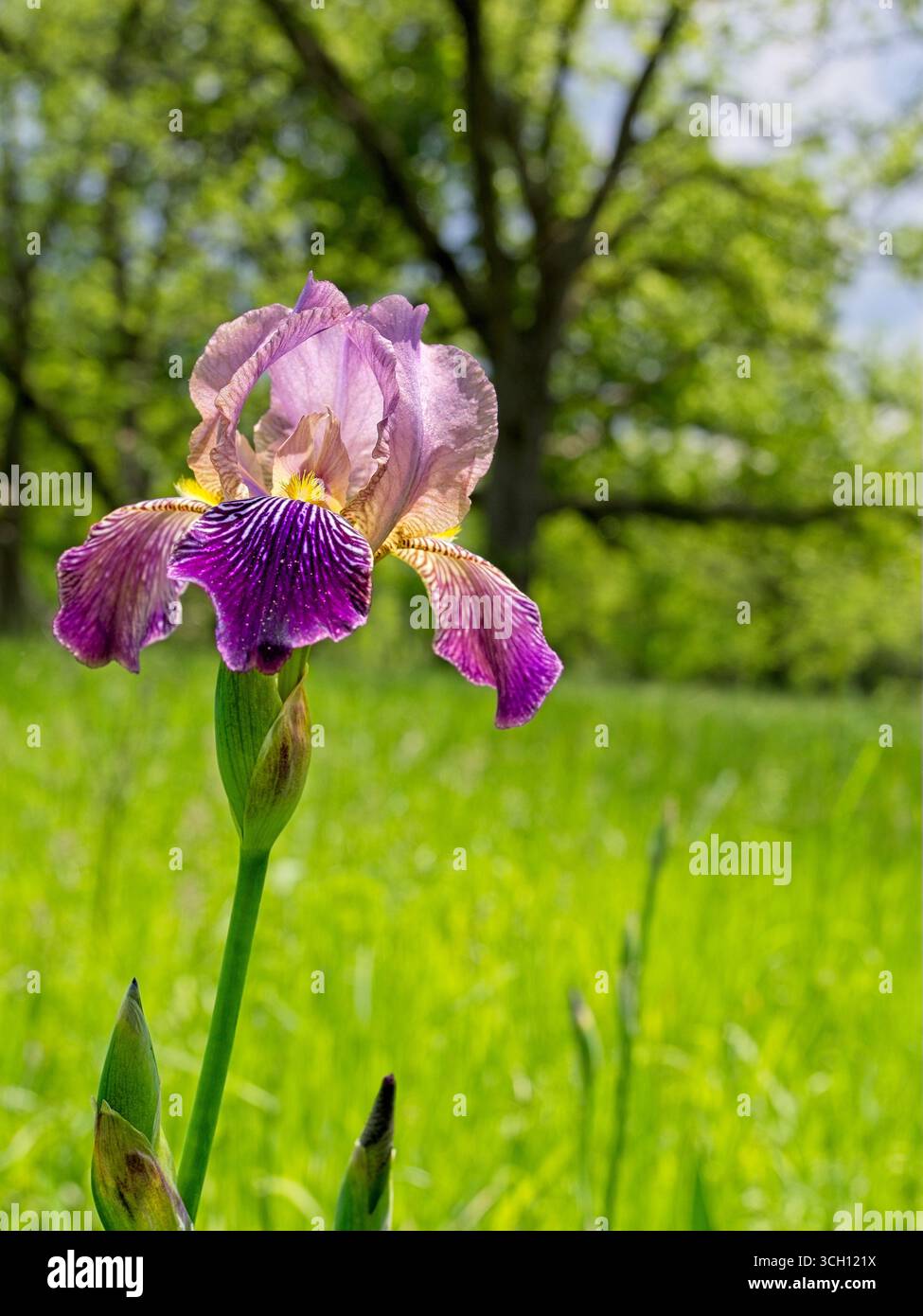 Iris violet solitaire fleurissent dans une prairie très éclairée Banque D'Images