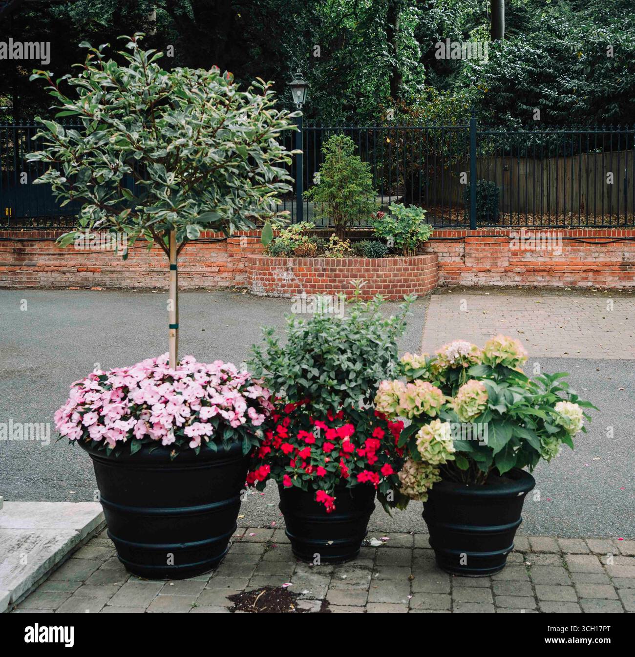 Pot de fleurs coloré et arbre ornemental au Macdonald Hotel à Ascot, Royaume-Uni Banque D'Images