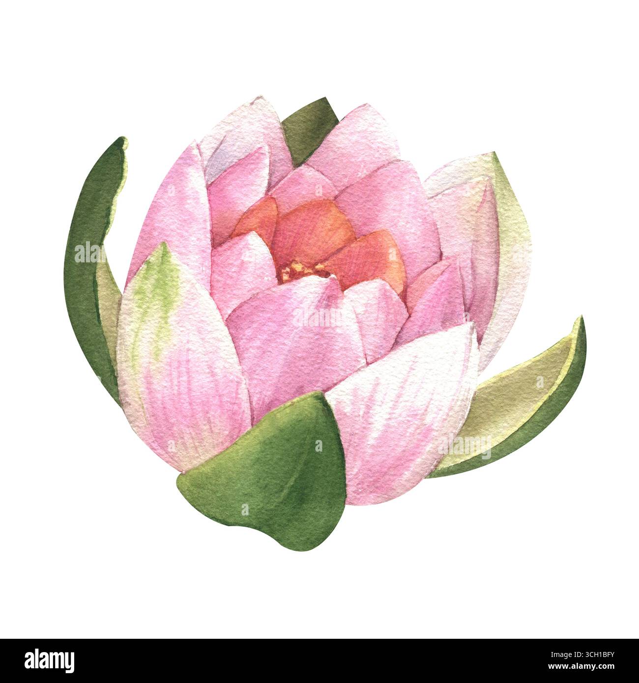 Illustration aquarelle. Nénuphar chinois. Un élément pour la conception d'invitations, affiches de films, tissus et autres articles. Banque D'Images