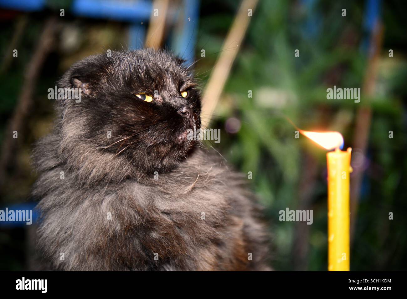Un chat noir assis dans un couloir avec des lanternes et des pétales de rose dispersés sur le sol en pierre à l'intérieur Banque D'Images