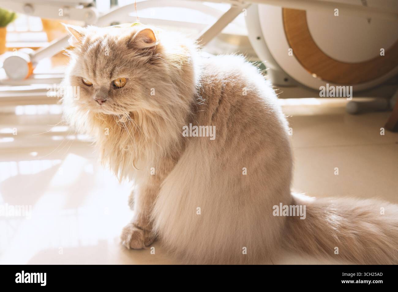 Chat persan moelleux assis au soleil à l'intérieur Banque D'Images