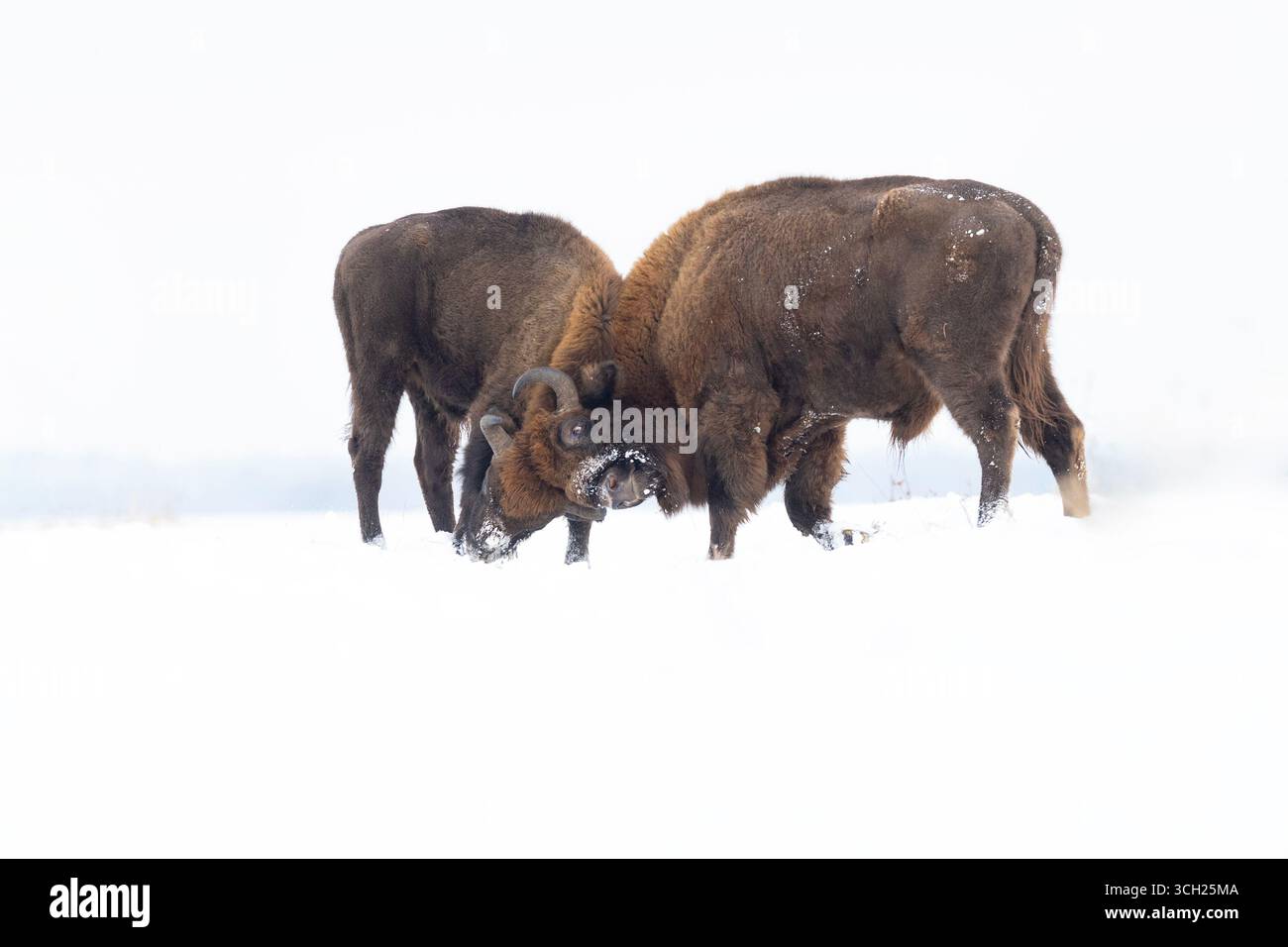 un couple de jeunes bisons se battent dans la neige Banque D'Images