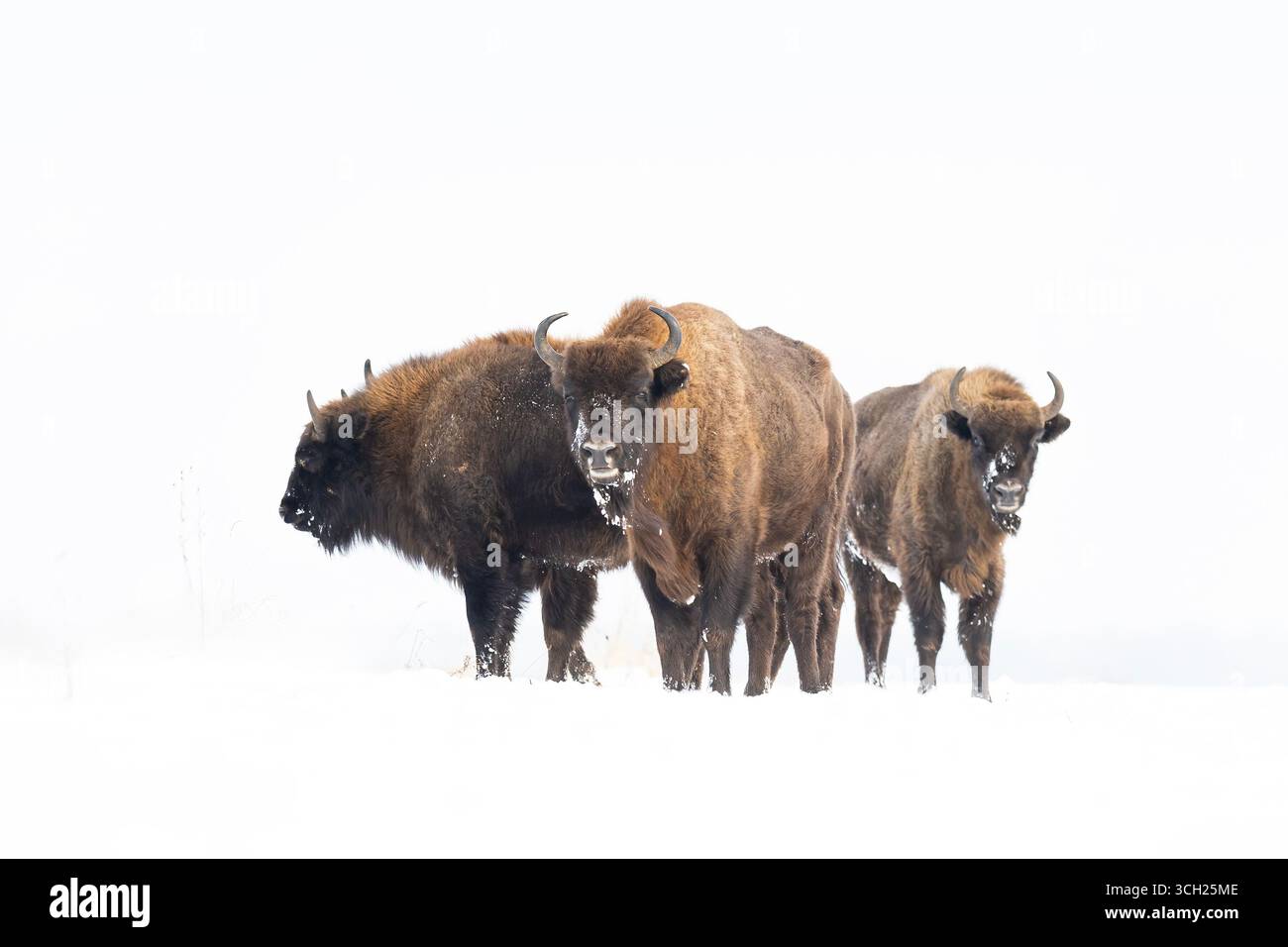 trois bisons sont arrêtés dans la neige au repos Banque D'Images