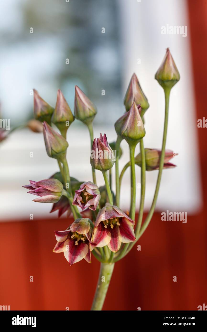Ail au miel bulgare, Honungslök (Allium siculum) Banque D'Images