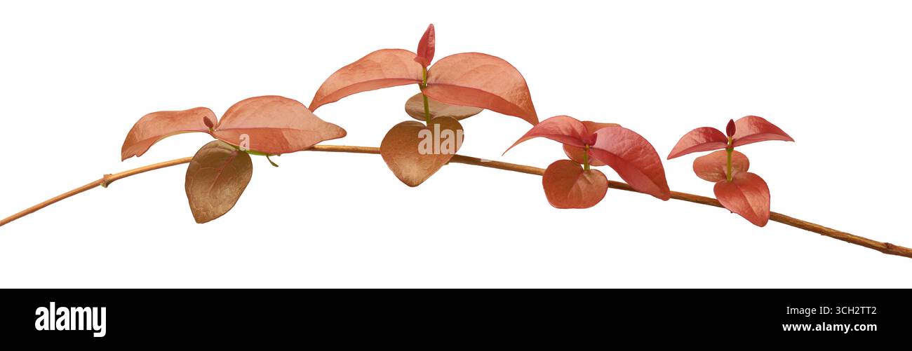 jeune feuillage de la plante de cerisier pitanga ou surinam fond blanc isolé, croissance délicate et fraîche de feuilles de couleur marron d'arbre fruitier coloré Banque D'Images