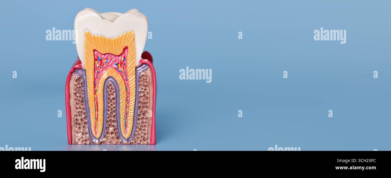 Gros plan d'un modèle de dent anatomique montrant la structure saine de l'émail, de la dentine, de la pulpe et des racines sur fond bleu. Banque D'Images