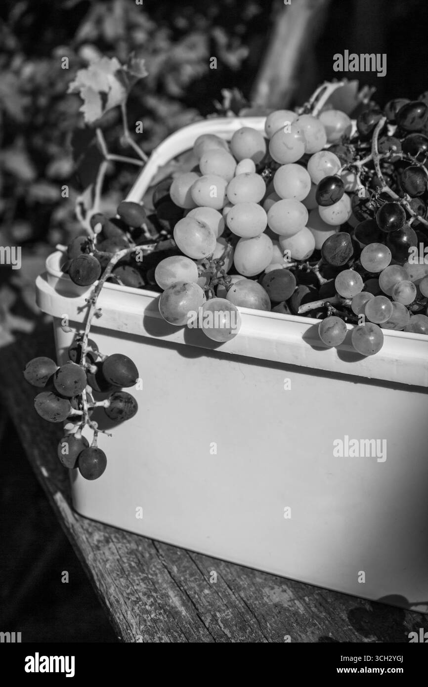 Tas de raisin mûr dans le panier, noir et blanc. Récolte d'automne. Grappe de raisin juteux noir et blanc à la lumière du soleil, monochrome. Agriculture d'automne. Banque D'Images