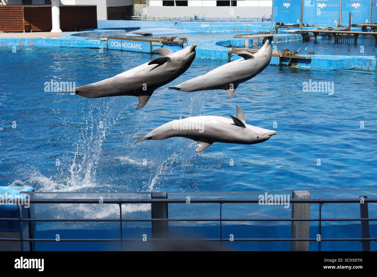 Valence, Espagne - 26 mars 2025 : spectacle de dauphins à l'aquarium de Valence (océanographique) Banque D'Images