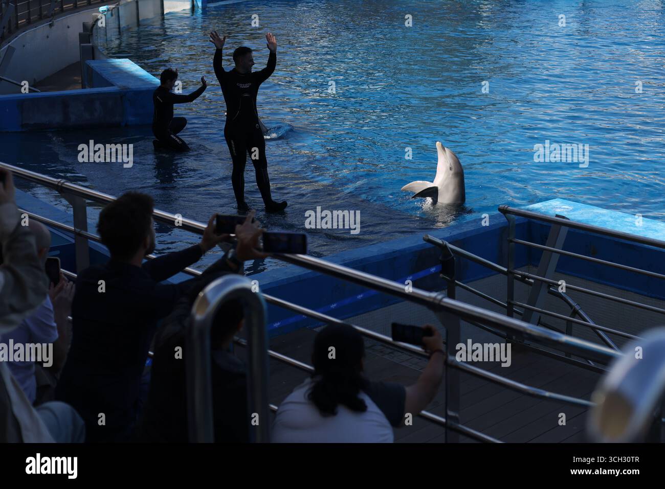 Valence, Espagne - 26 mars 2025 : spectacle de dauphins à l'aquarium de Valence (océanographique) Banque D'Images
