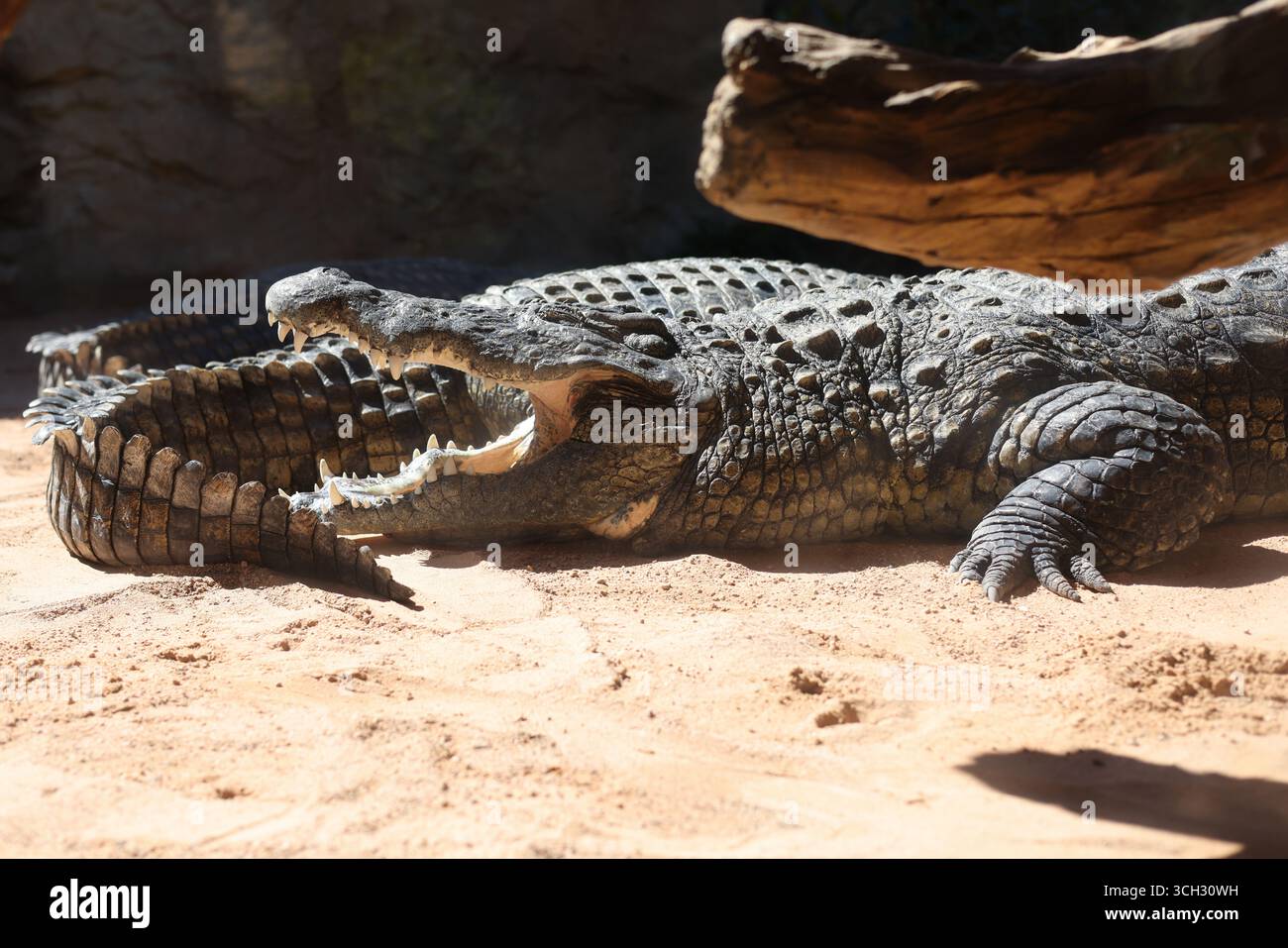 Crocodiles dans un zoo européen ouvert Banque D'Images