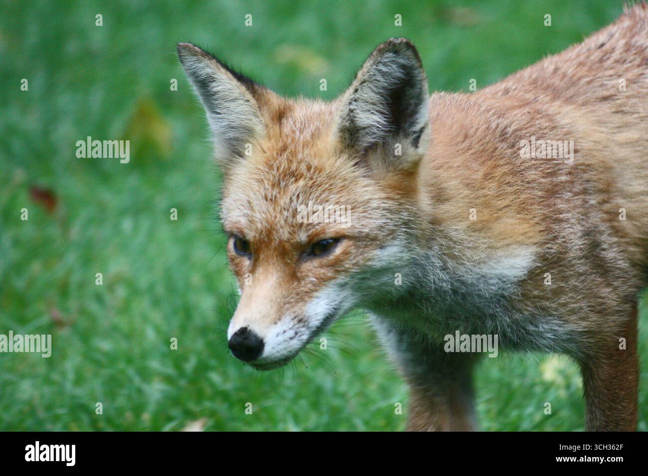 Fox à Greenwich Banque D'Images