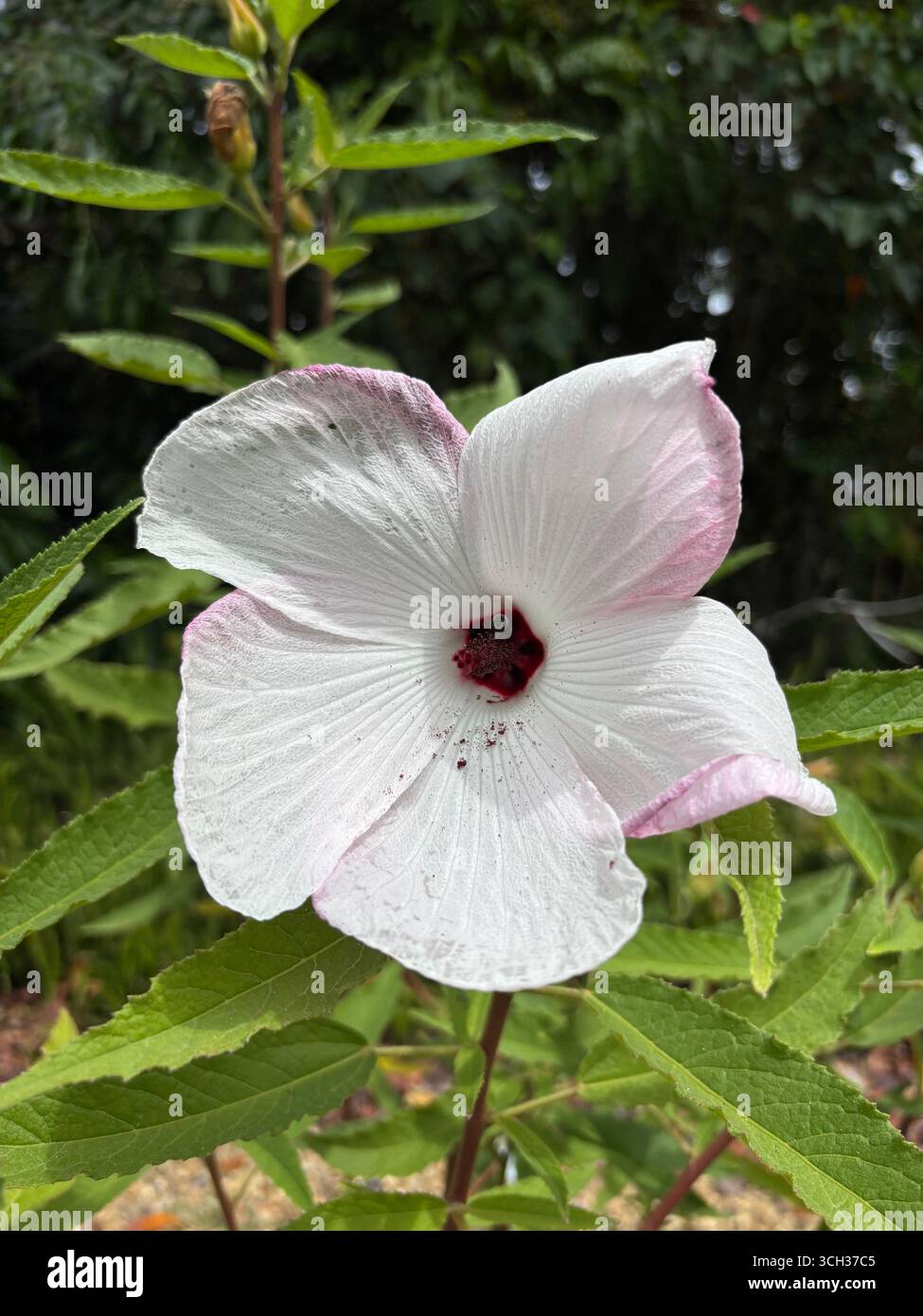 Variété australienne d'hibiscus 'Aussie Pearl' (un croisement entre Hibiscus heterophyllus et H. divaricatus) avec abeille qui gâche les grains de pollen, la plume Banque D'Images