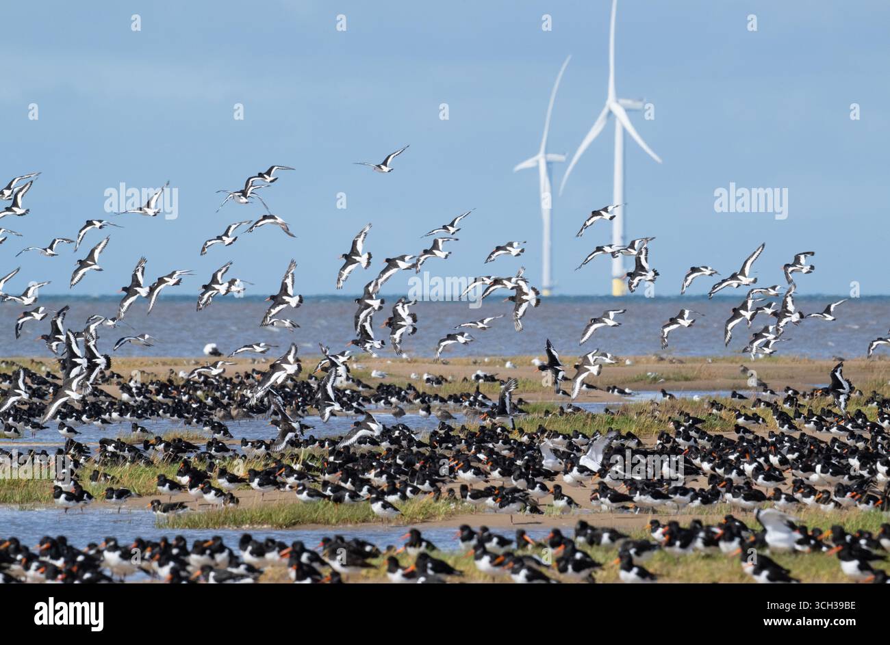 Eurasian Oystercatcher, Haematopus ostralegus, oiseaux qui se perchent et s'envolent à marée haute, rive ouest de Kirby, péninsule de Wirral, Royaume-Uni Banque D'Images