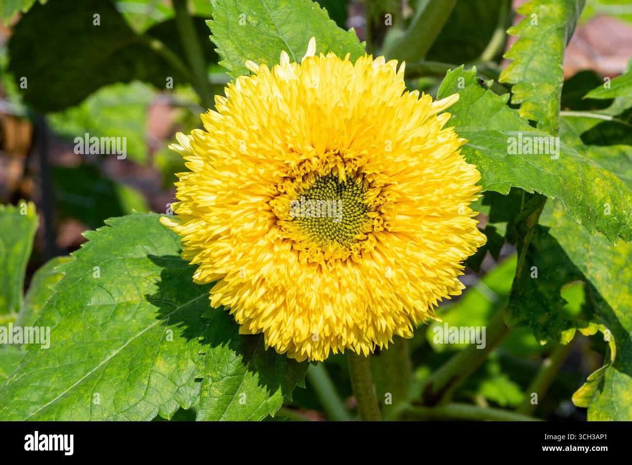 Helianthus annuus 'Gummy Bear' une plante fleurie double pelucheuse d'été avec une fleur jaune d'été, image de stock de jardinage Banque D'Images