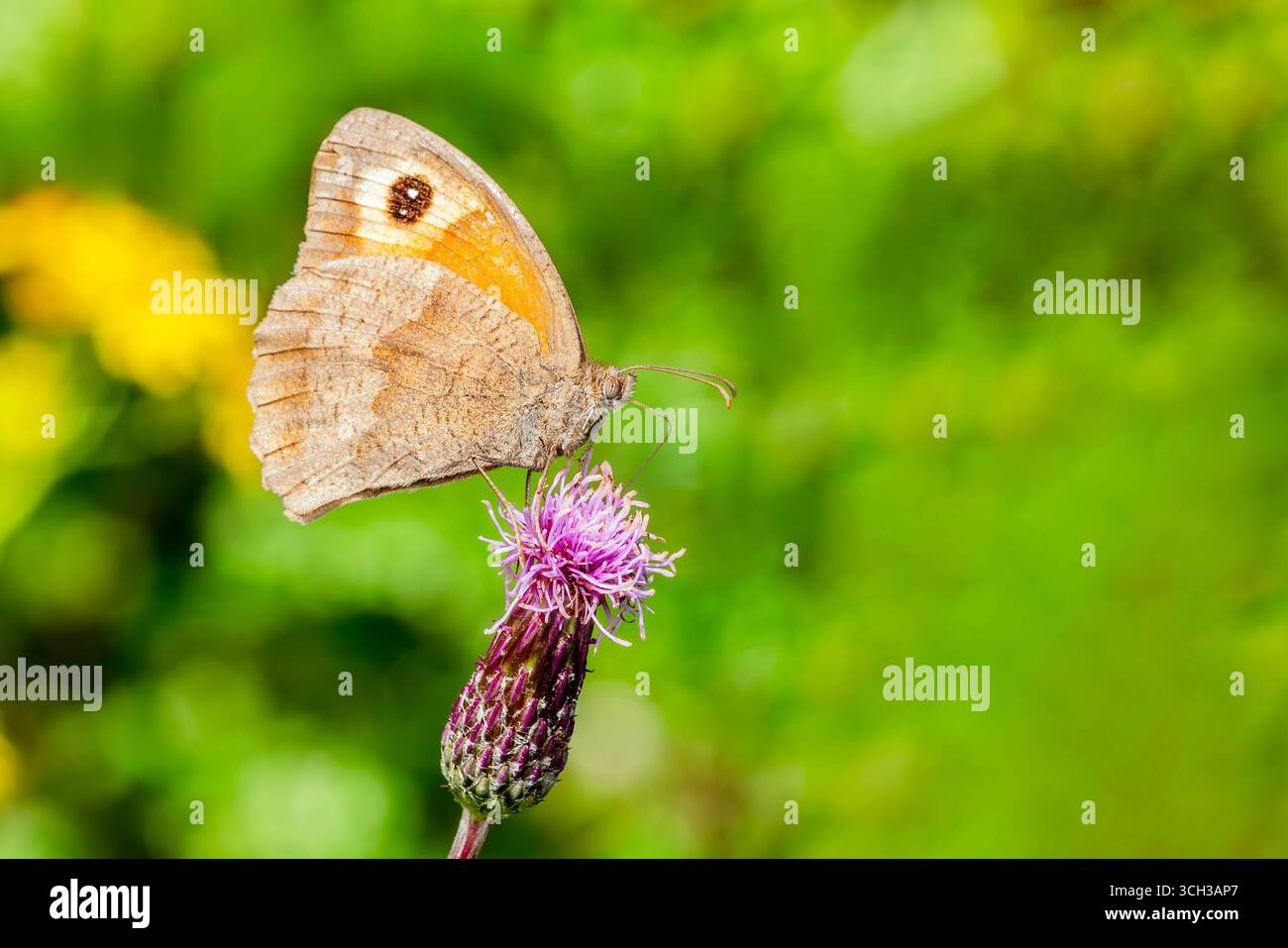 Meadow Brown Butterfly (Maniola jurtina) avec ses ailes déployées qui est un insecte brun volant au printemps et en été, photographie macro nature de bu Banque D'Images
