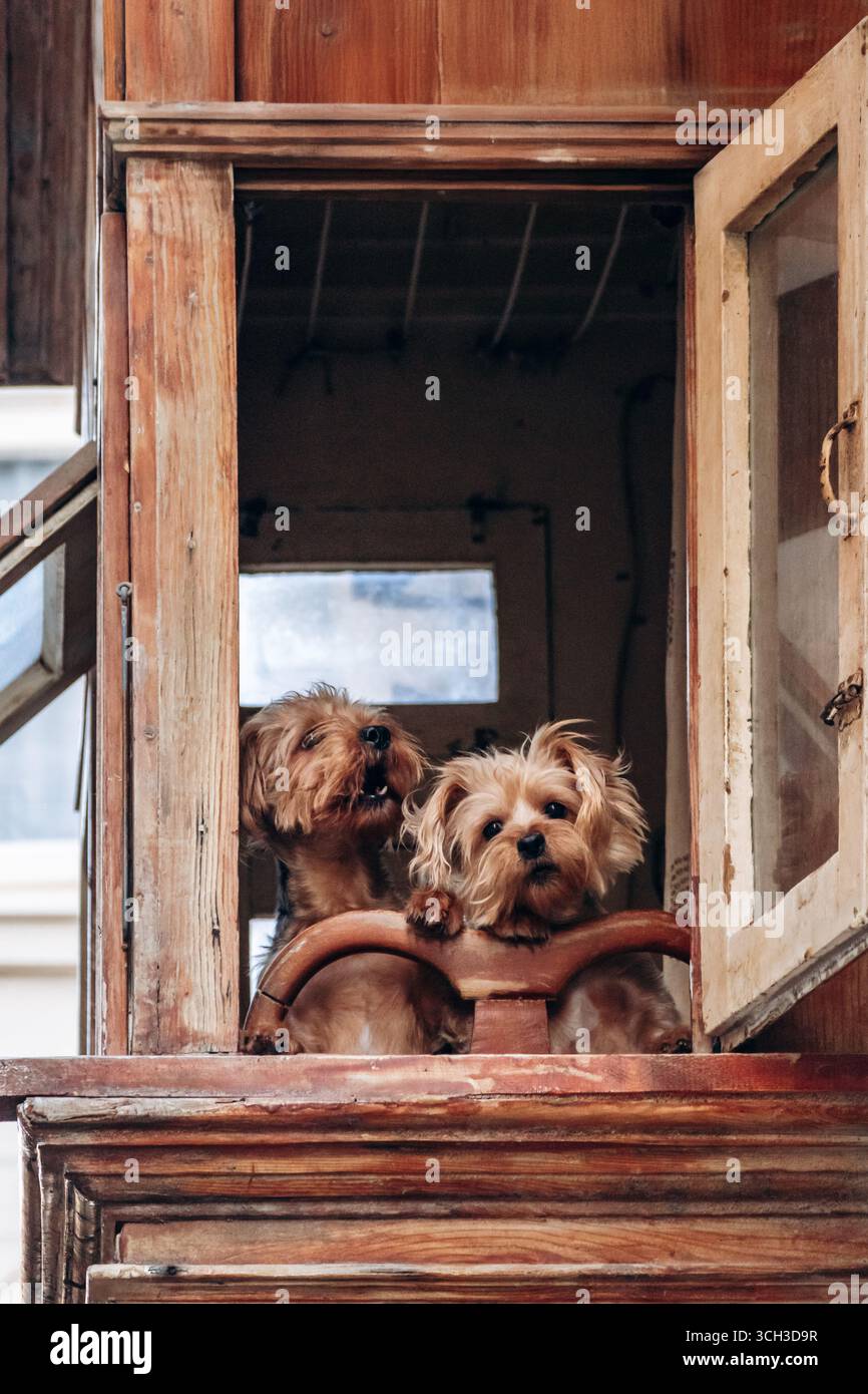 Deux chiens donnant sur un balcon en bois maltais traditionnel avec fenêtres ouvertes Banque D'Images