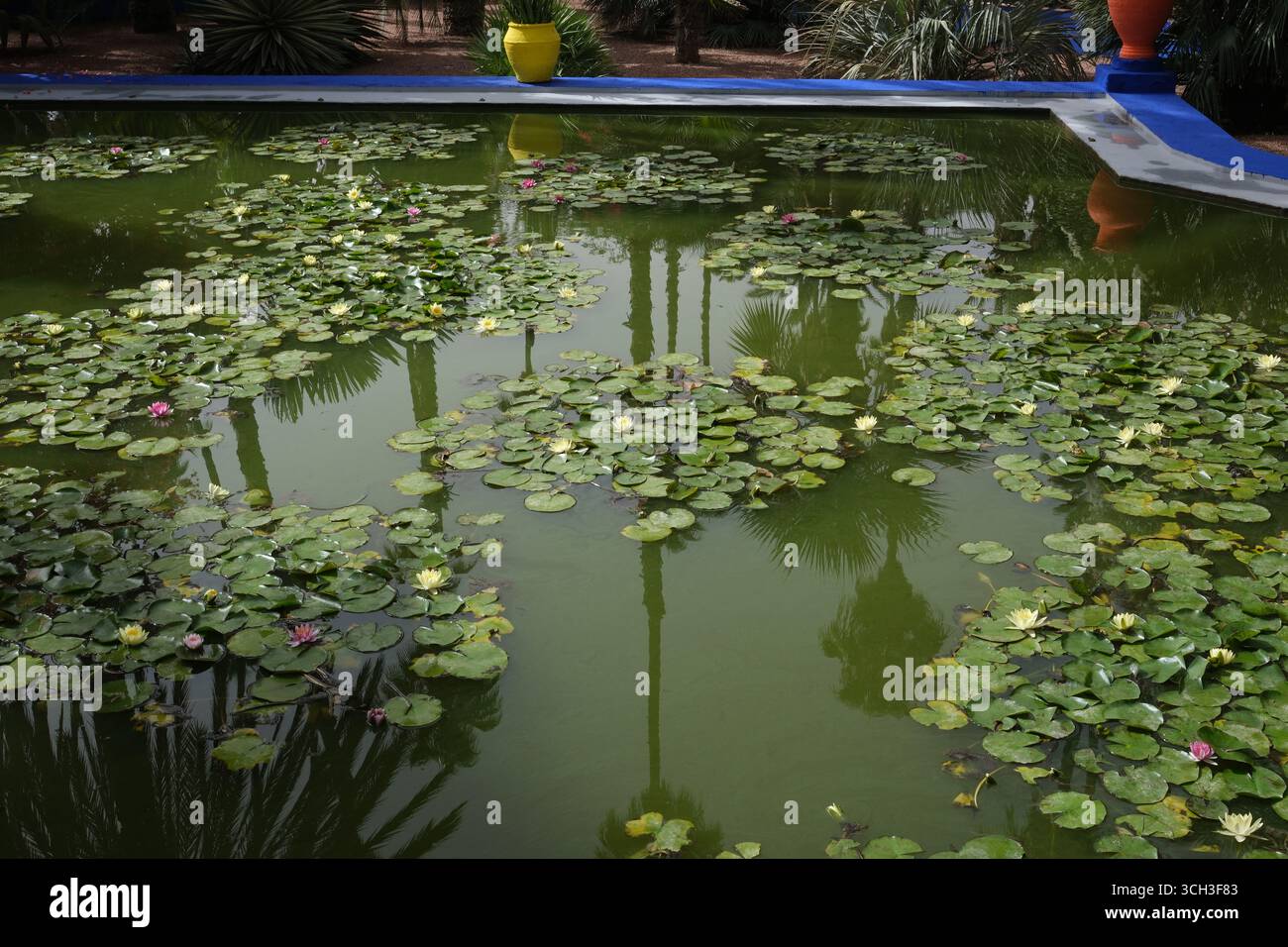 Le jardin Majorelle Banque D'Images