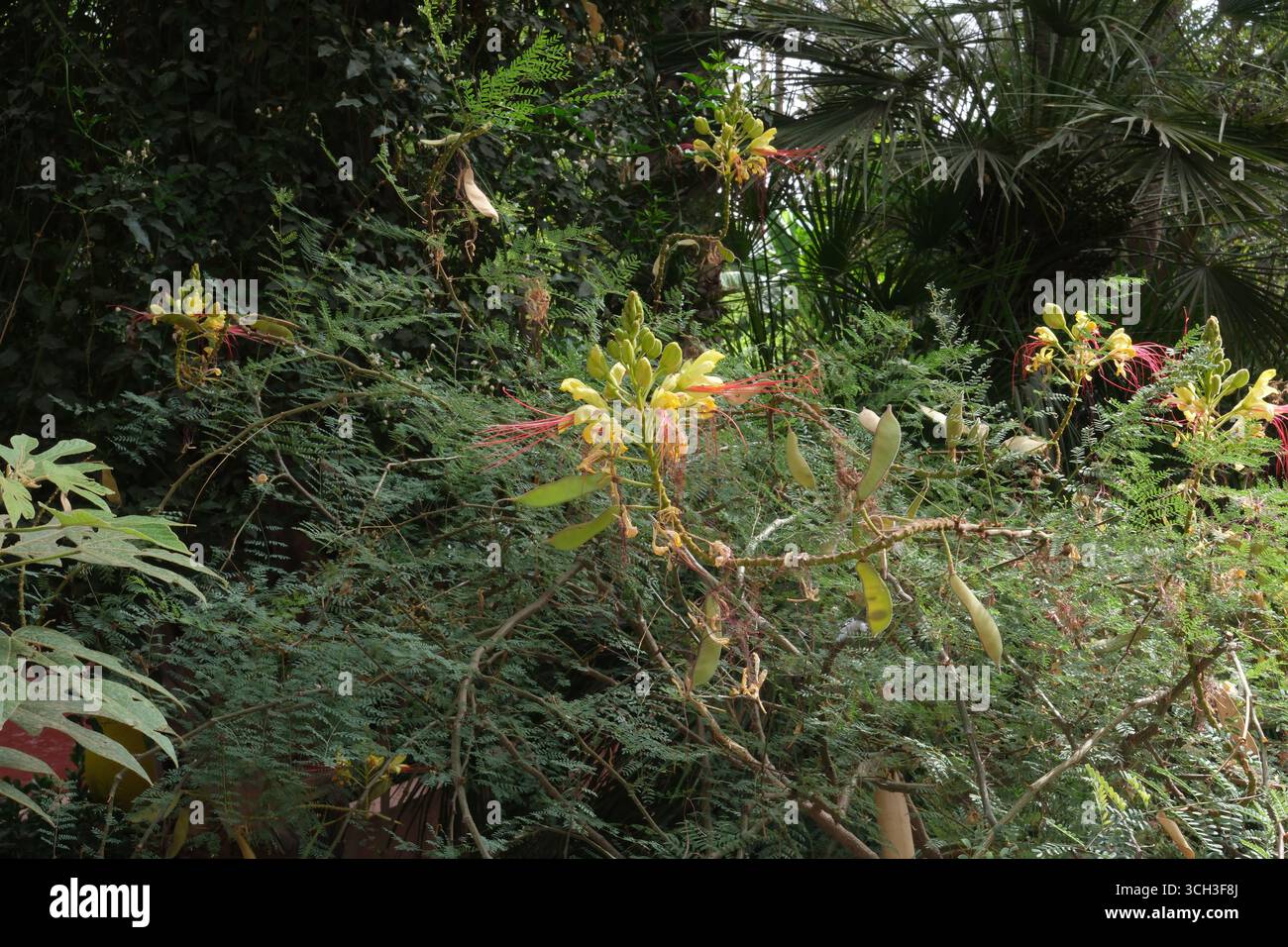 Le jardin Majorelle Banque D'Images