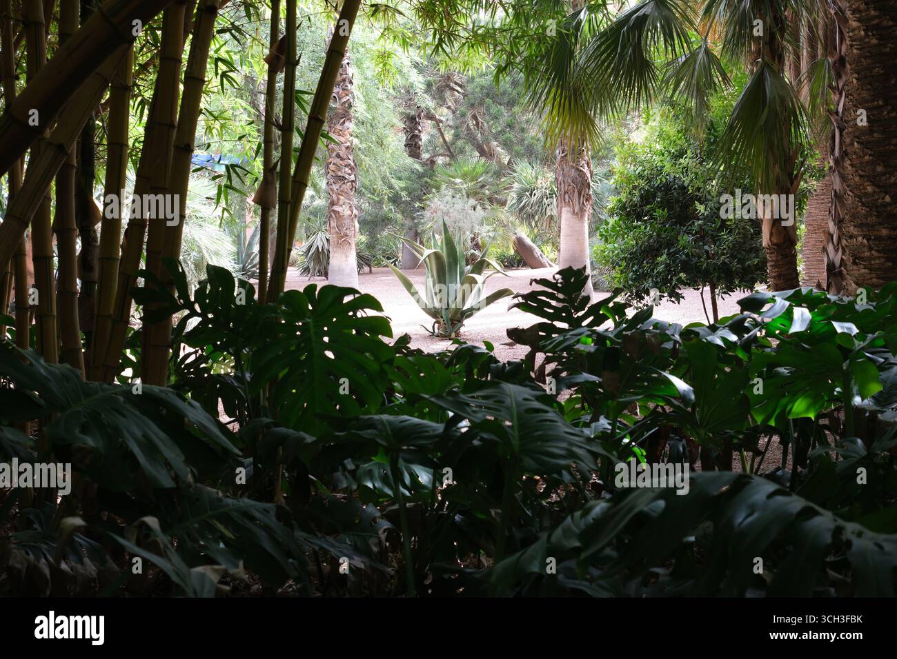 Le jardin Majorelle Banque D'Images
