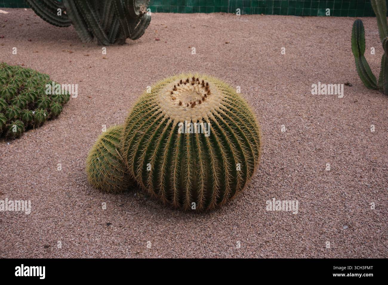 Le jardin Majorelle Banque D'Images