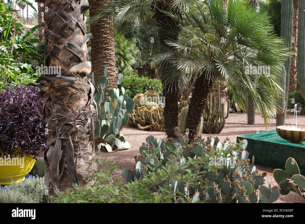 Le jardin Majorelle Banque D'Images