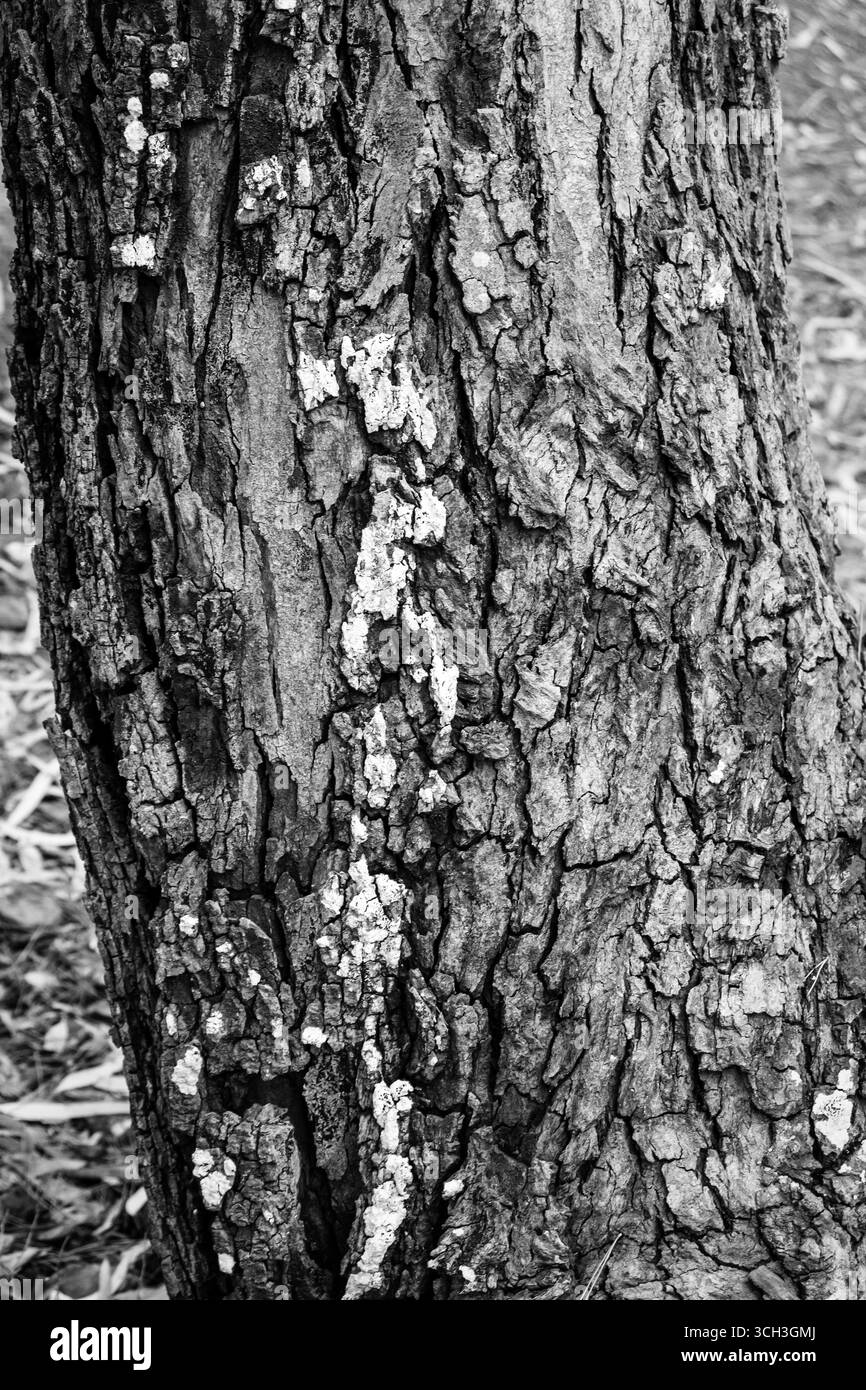Gros plan d'une écorce d'arbre montrant des motifs naturels détaillés Banque D'Images