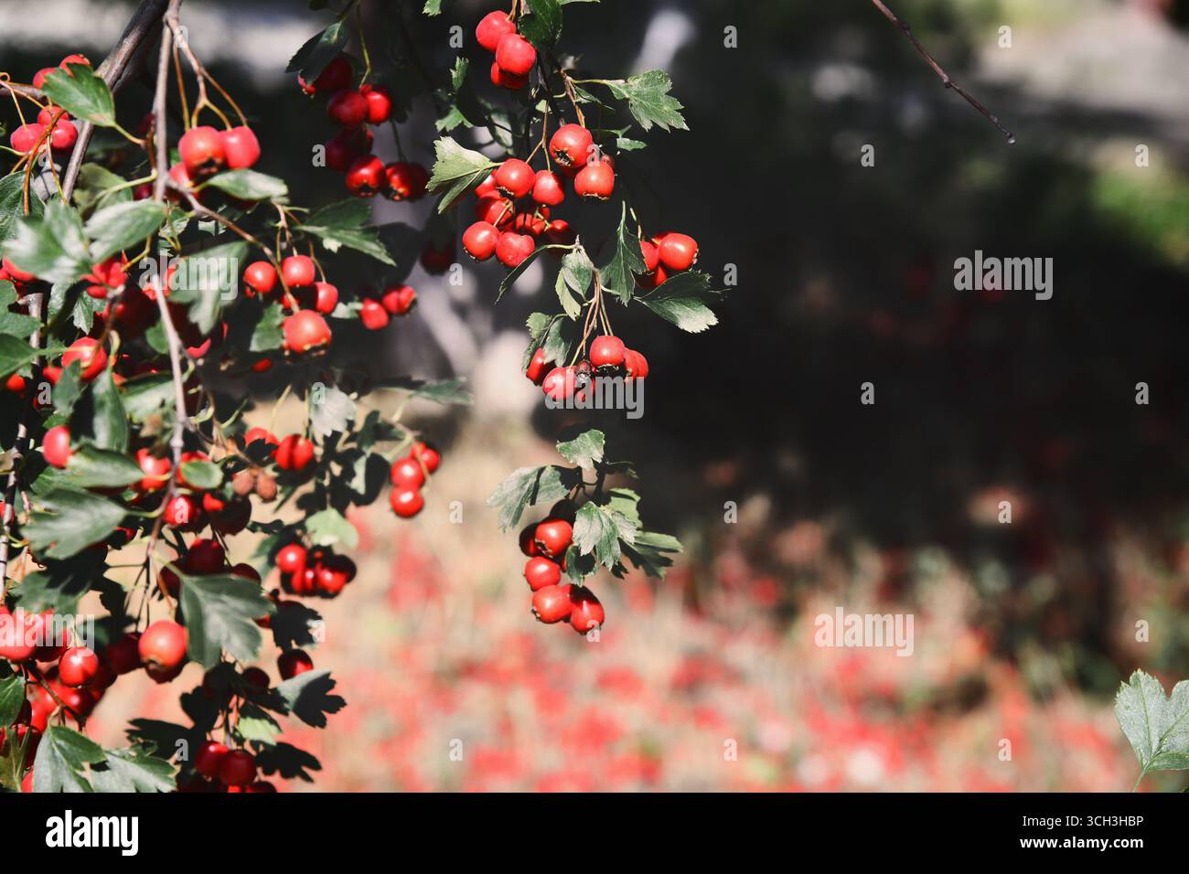 Une branche pleine de baies d'aubépine rouge au début de l'automne. Hawthorn... Banque D'Images