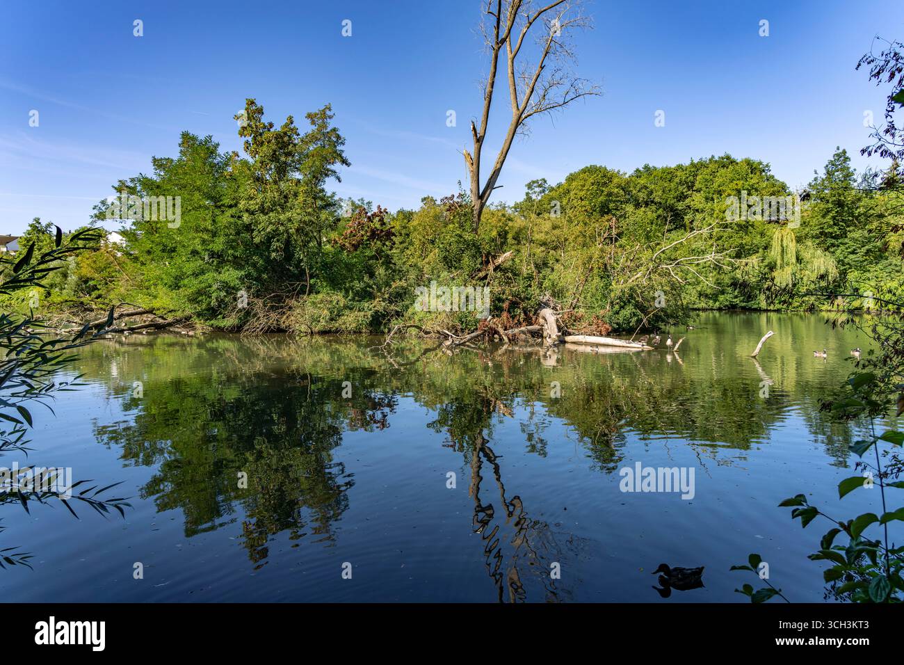 Regnitz Altwasser in Forchheim, Oberfranken, Bayern, Deutschland | Regnitz River Backwater in Forchheim, haute-Franconie, Bavière, Allemagne Banque D'Images