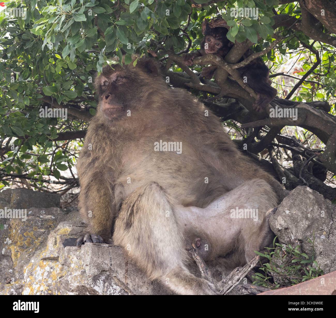 Singes macaques barbares sur le territoire britannique d'outre-mer de Gibraltar Banque D'Images