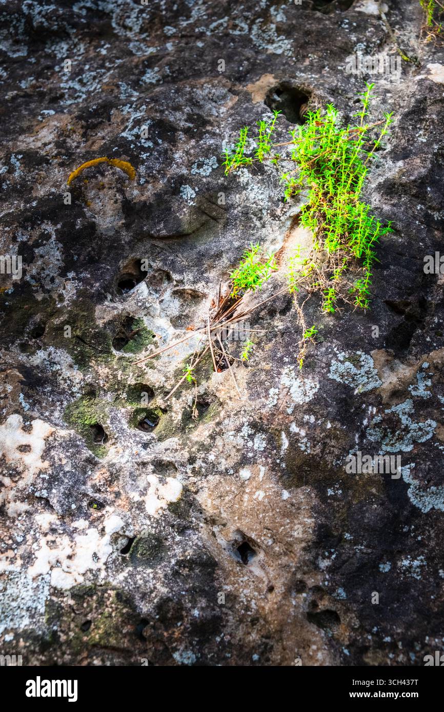 Une plante vert vif pousse au milieu d'une surface rocheuse rugueuse et texturée, mettant en valeur la résilience de la nature et la beauté complexe. Le contraste harmonieux entre Banque D'Images