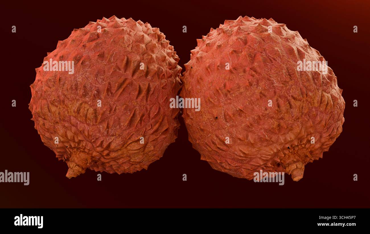 Deux fruits de litchi avec une peau rugueuse texturée rougeâtre placée sur un fond rouge profond. Idéal pour les fruits exotiques, les produits tropicaux et la conception sur le thème de la nourriture p Banque D'Images
