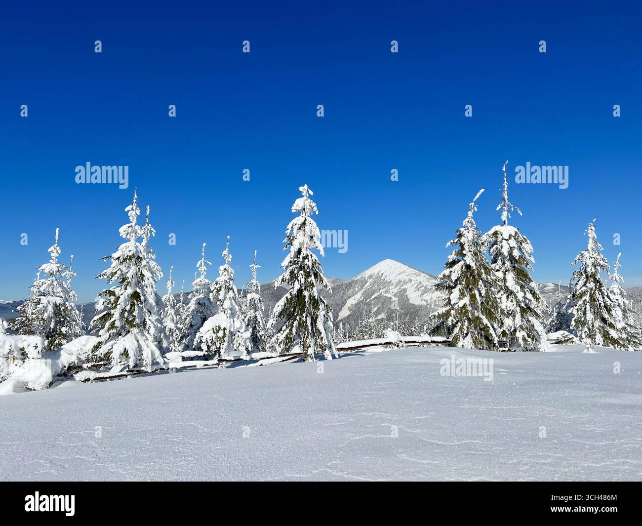 Scène hivernale à couper le souffle avec des arbres chargés de neige debout sur fond de montagnes lointaines sous un ciel bleu clair. La neige intacte scintille à la lumière du soleil, créant un paysage serein et immaculé. Banque D'Images