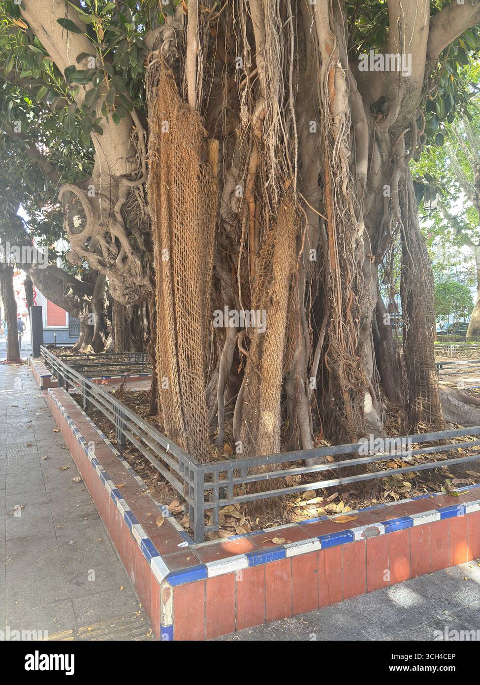 Une ancienne figue de la baie de Moreton (Ficus macrophylla) se dresse à Séville, en Espagne, mettant en valeur ses racines massives de contrefort et sa canopée expansive, un testamen vivant Banque D'Images