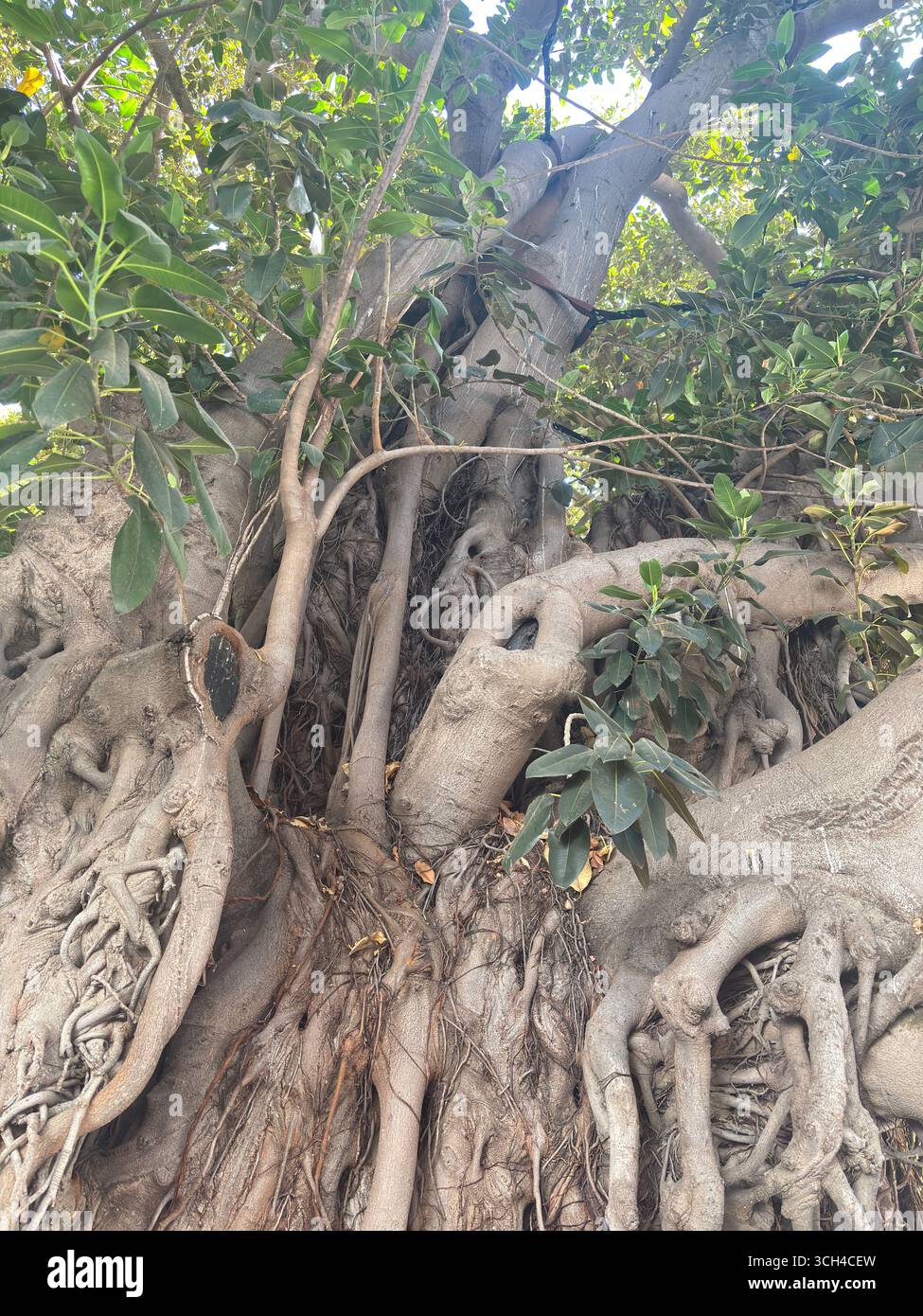 Une ancienne figue de la baie de Moreton (Ficus macrophylla) se dresse à Séville, en Espagne, mettant en valeur ses racines massives de contrefort et sa canopée expansive, un testamen vivant Banque D'Images
