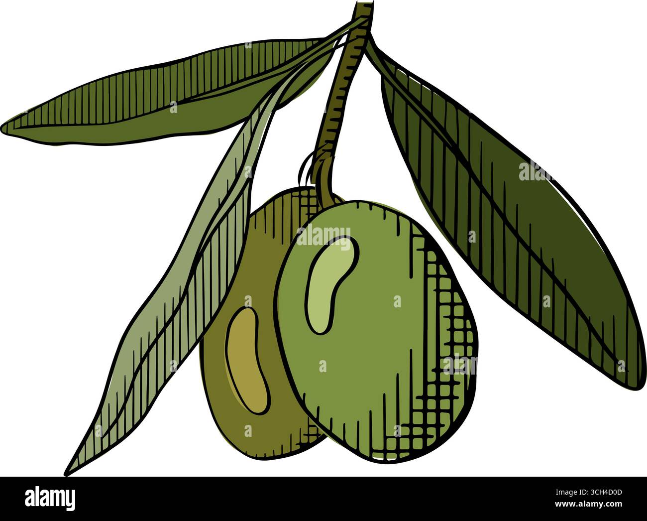 Branche d'olivier sur illustration vectorielle de fond blanc. Illustration vectorielle en couleur à l'encre de la ligne graphique. Illustration d'olives fines. Conception pour emballage, Illustration de Vecteur