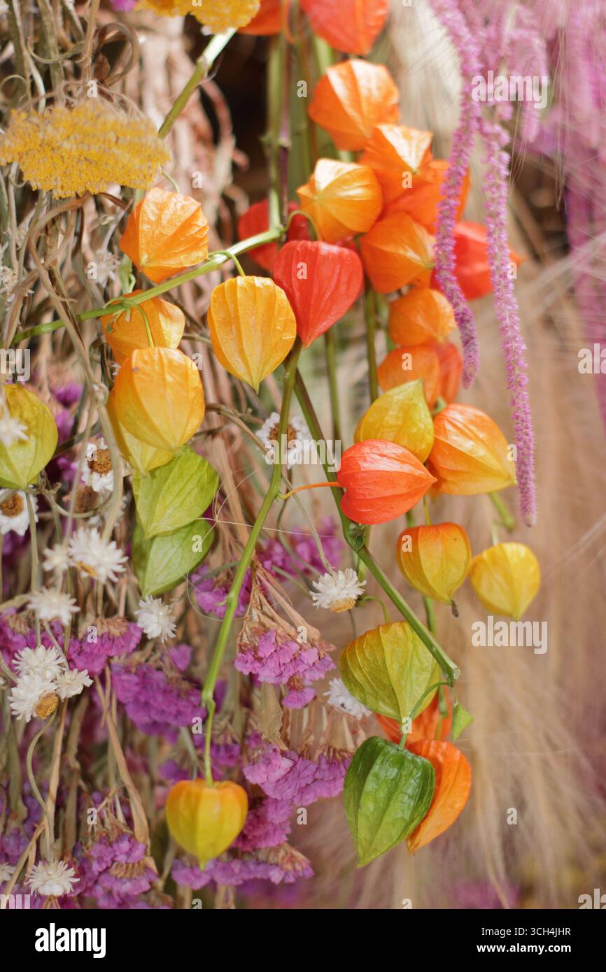 Affichage de fleurs séchées suspendues avec plante de lanterne chinoise (physalis alkekengi), amaranthus rose, statice rose, camomille et herbes ornementales. ROYAUME-UNI Banque D'Images