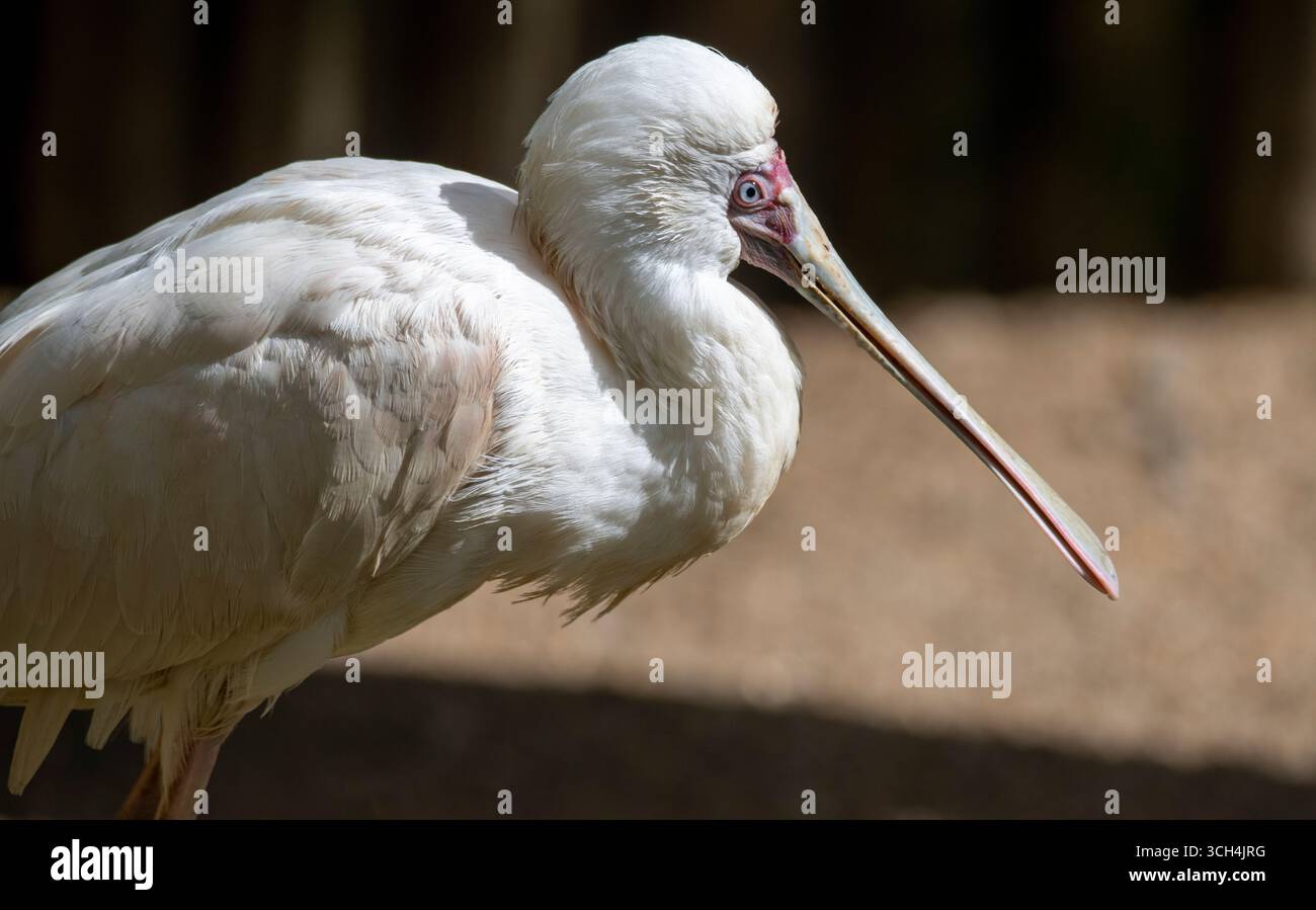 La cuillère africaine (Platalea alba), échassier à longues pattes de la famille des ibis et des cuillères Threskiornithidae. Banque D'Images