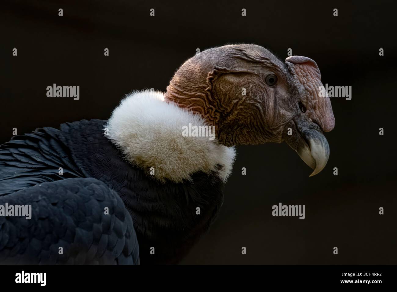 Le Condor andin (Vultur gryphus) est un vautours du Nouveau monde sud-américain et est le seul membre du genre Vultur. Banque D'Images Le Condor andin (Vultur gryphus) est un vautours du Nouveau monde sud-américain et est le seul membre du genre Vultur. Banque D'Images