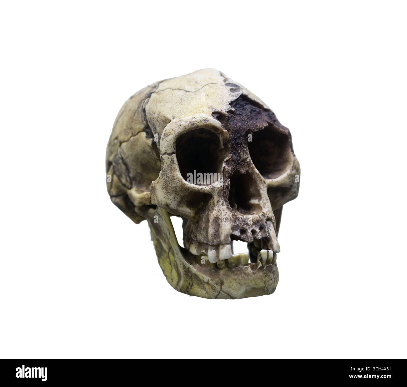 Crâne fossile d'Homo floresiensis également connu sous le nom de hobbit, isolé sur fond blanc Banque D'Images