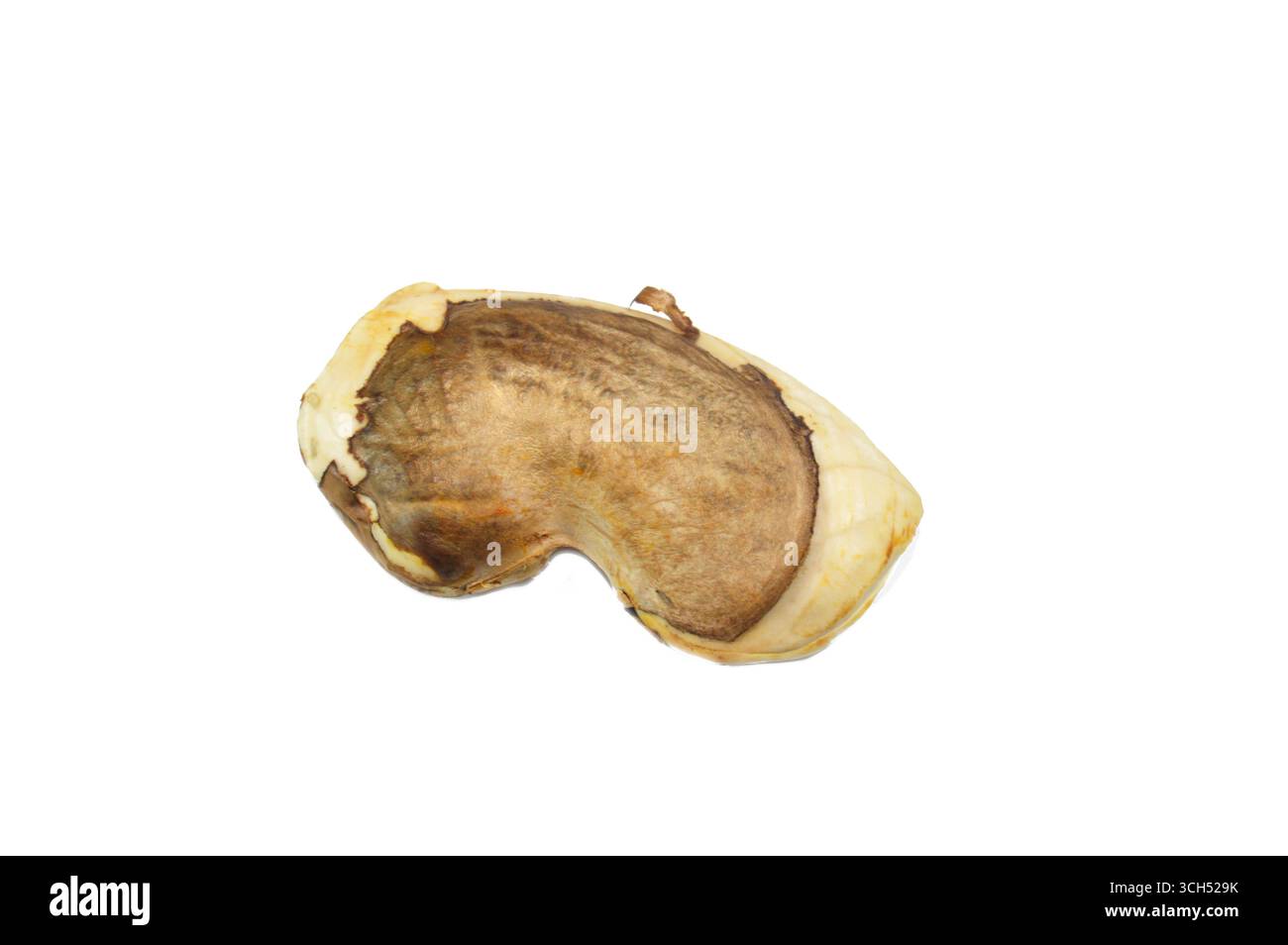 Noyaux de graines de mangue embryon, le tissu végétal embryonnaire trouvé à l'intérieur d'une graine de mangue qui peut se développer en une plantule et éventuellement un arbre, noyau est le Banque D'Images