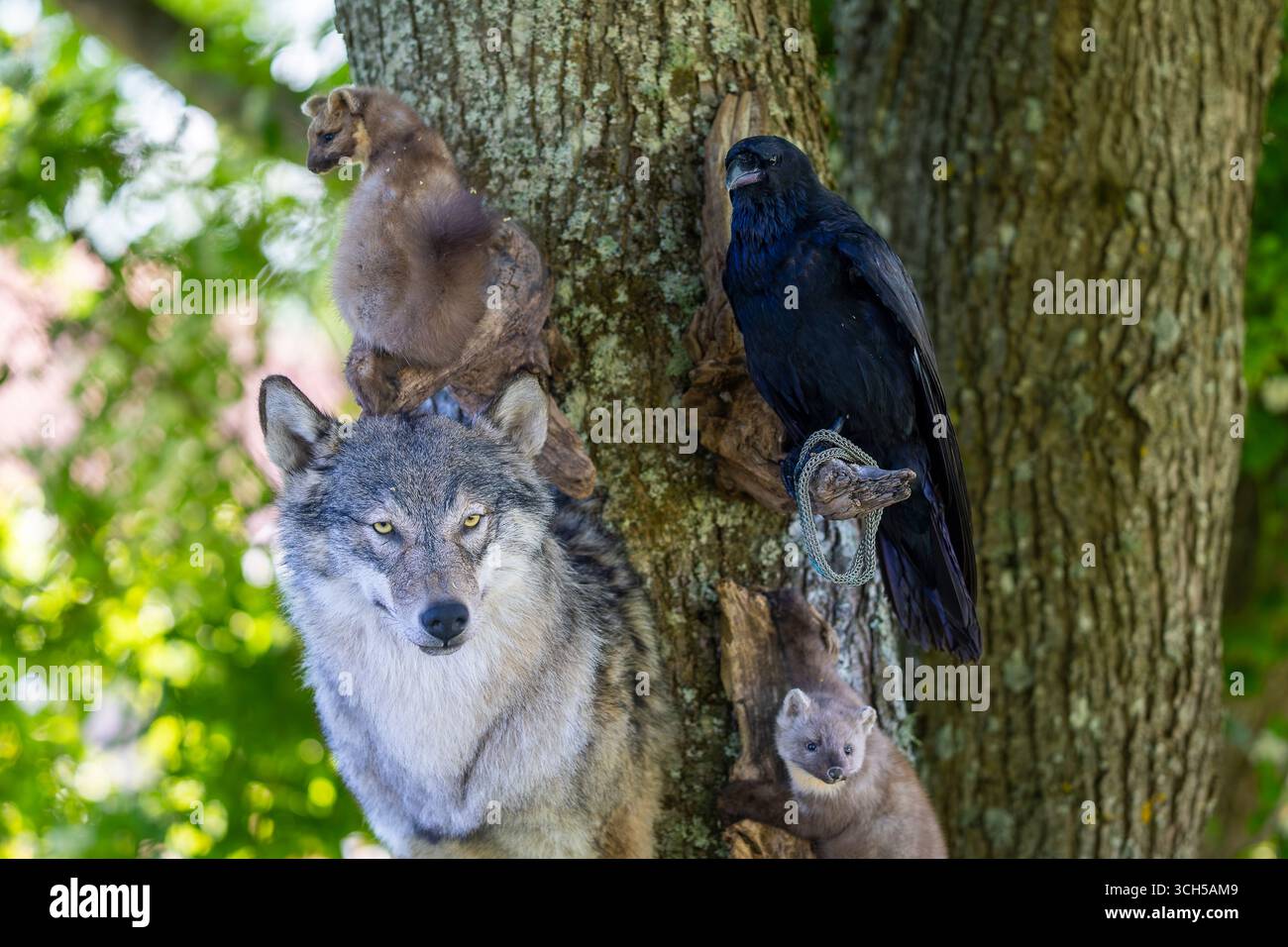 La tête d'un loup gris, martres de pin et corbeau, taxidermie farcie. Animaux en peluche au marché aux puces. Banque D'Images